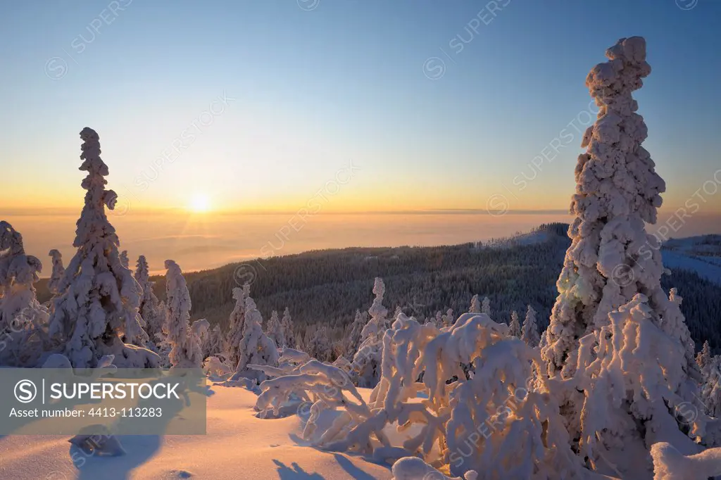 Snow covered spruces National Park Bavarian Forest Germany