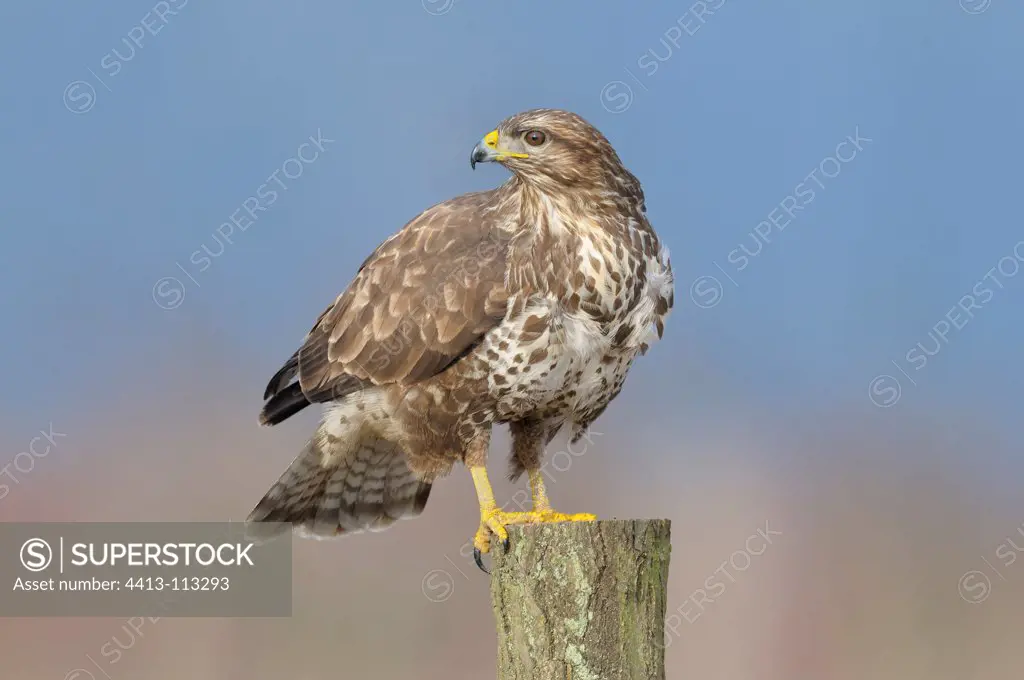 Western-steppe Buzzard on a post Germany