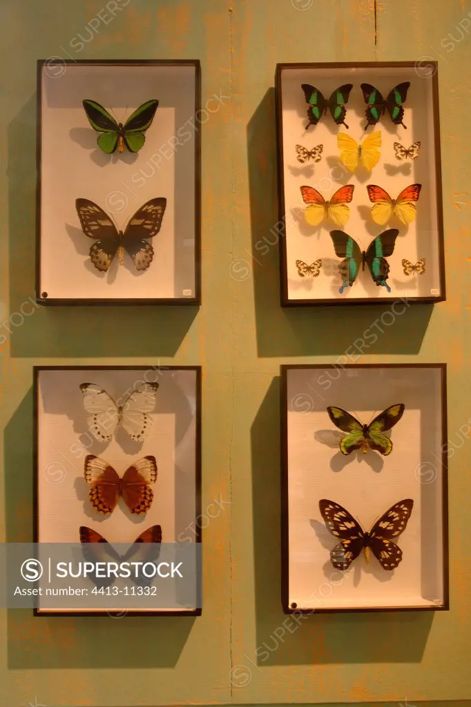 Taxidermist & entomological collection of the shop Deyrolle