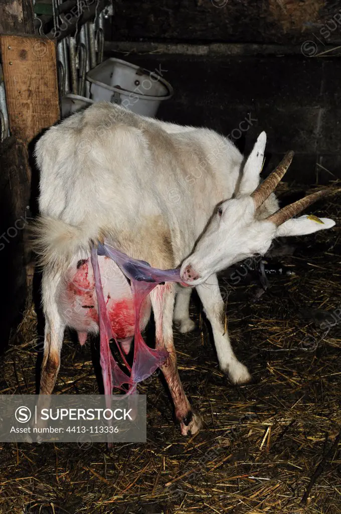 Saanen goat eating the placenta after parturition France