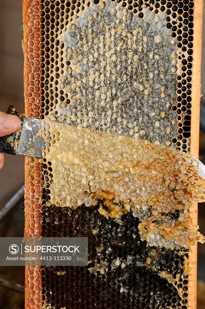 Harvesting fir honey from a honey room in Vosges France