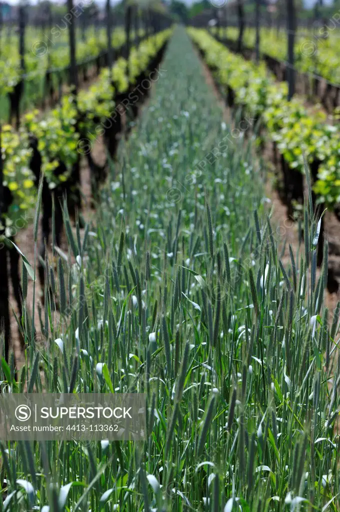 Rye sown between rows of vine Alsace France
