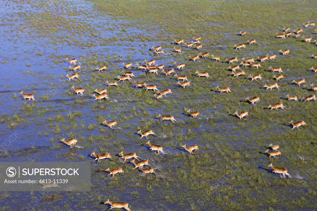 Herd of Black Lechwes in the Bangweuleu Marsh Zambia
