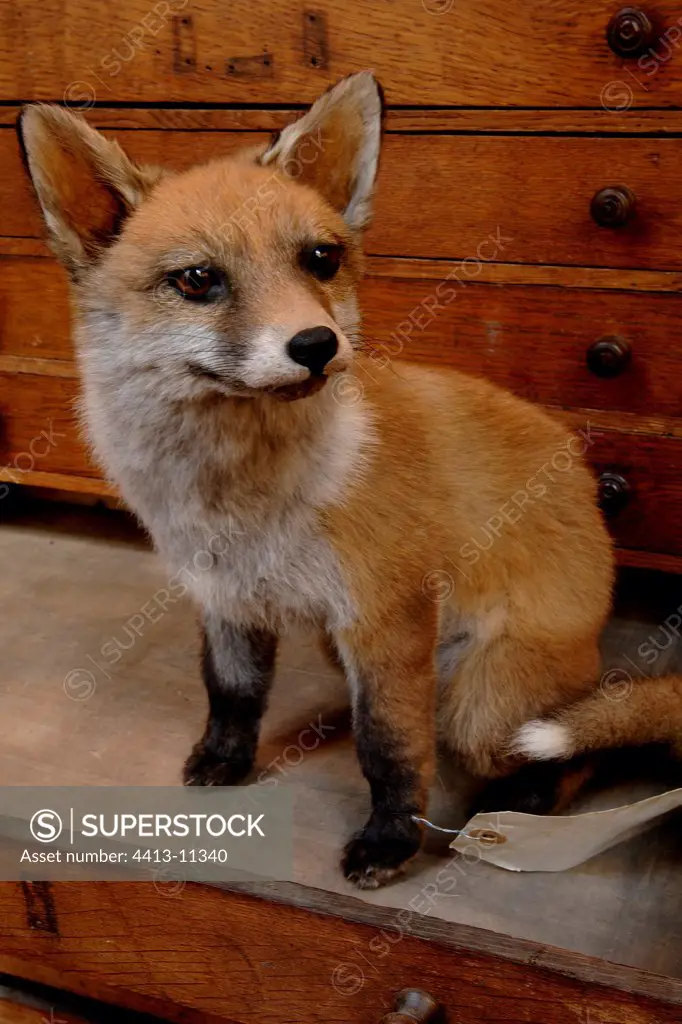 RedFox cub of the taxidermic collection of the shop Deyrolle