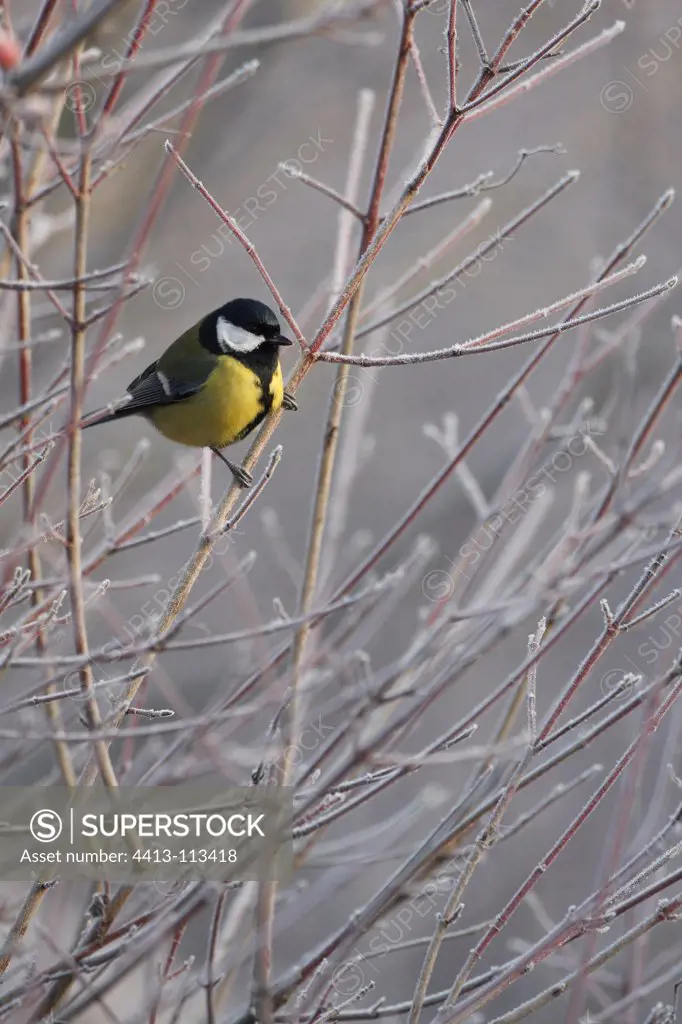 Great tit on a branch Vosges France