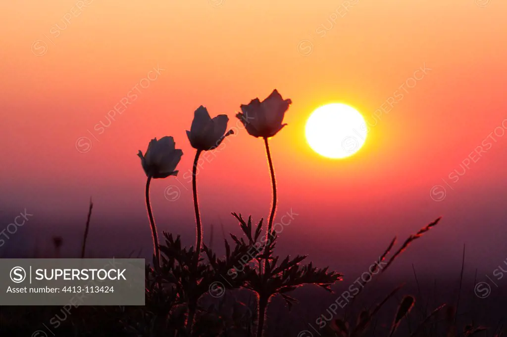 Silhouette of Alpine anemone Hohneck massif France