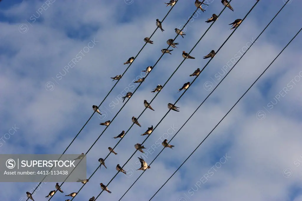 Barn swallow on electric ware in Plomeur Morbihan