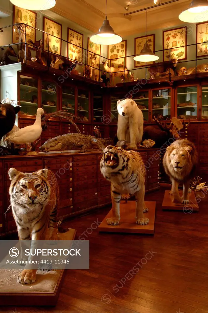 Taxidermist & natural collection of the shop Deyrolle Paris