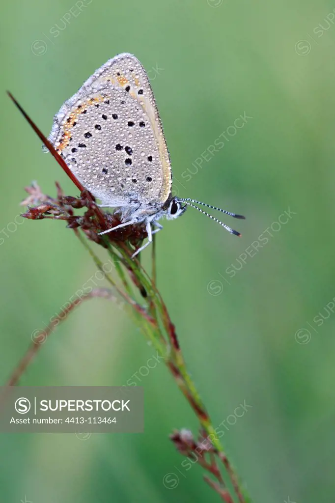 Blue butterfly on a twig Alsace France