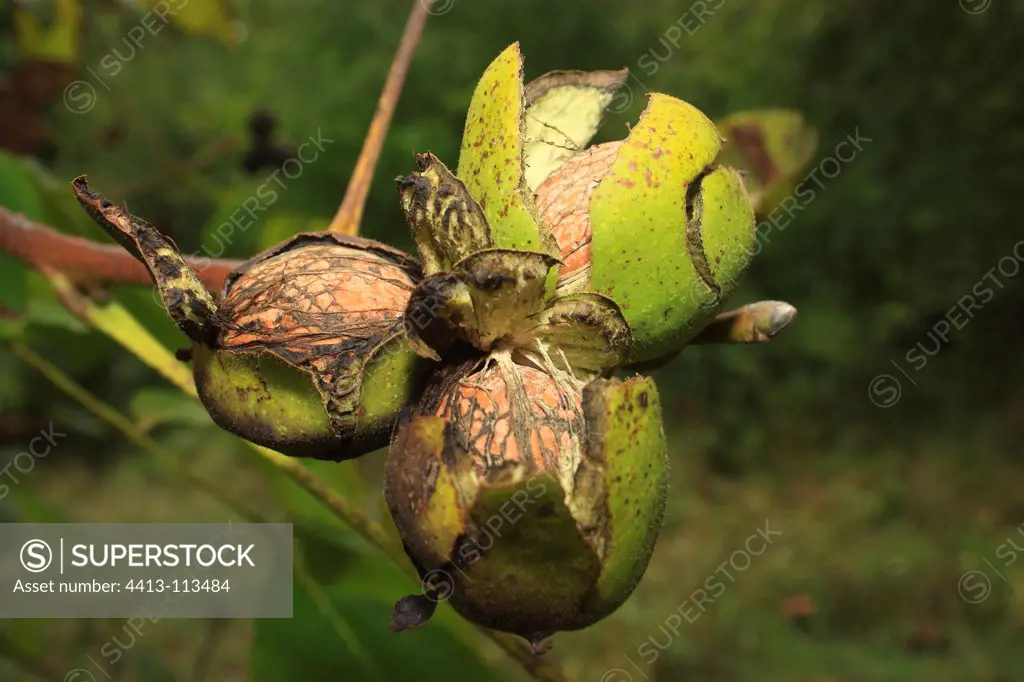 Closeup of walnuts in the fall of Haut-Rhin France