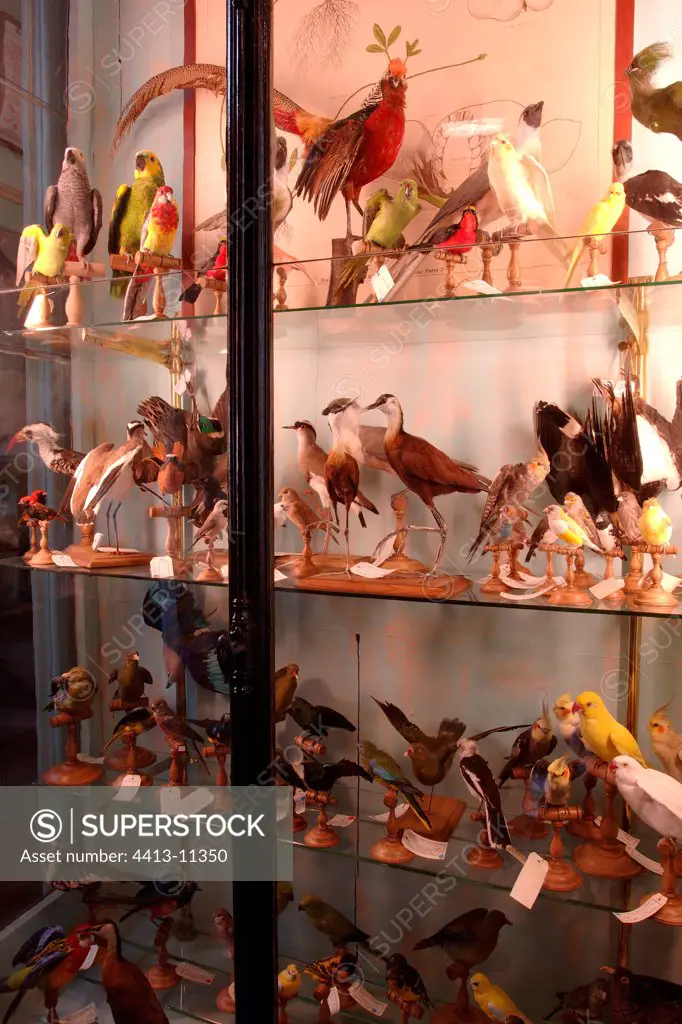 Taxidermist & ornithological collection of the shop Deyrolle