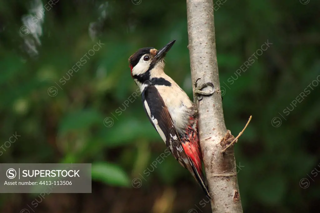 Woodpecker on the trunk of a tree in the spring France