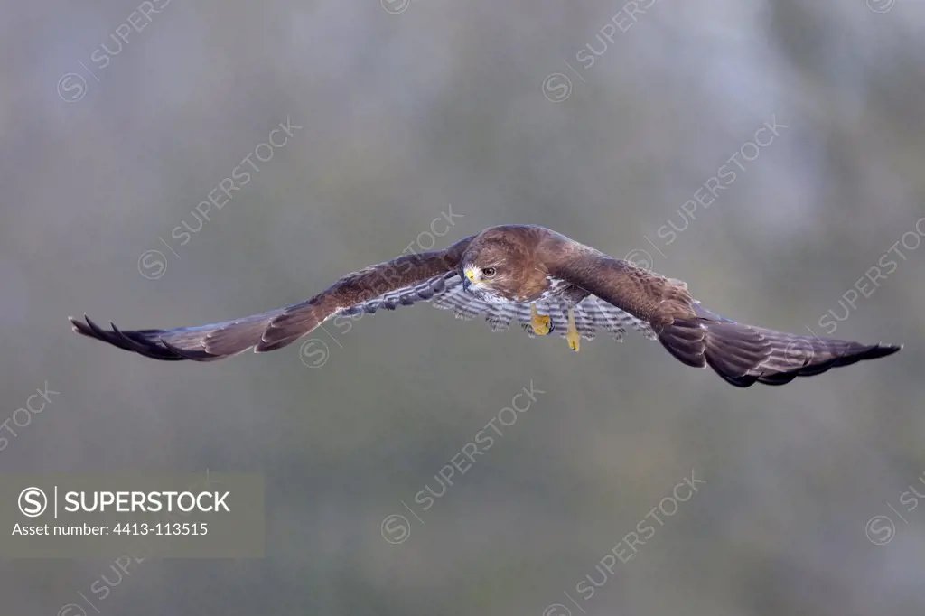 Western Steppe Buzzard flying in winter Vosges