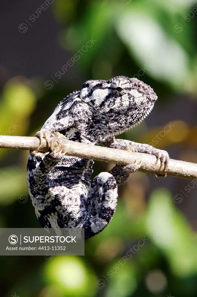 Flapneck Chameleon on a branch Chimfunshi Zambia