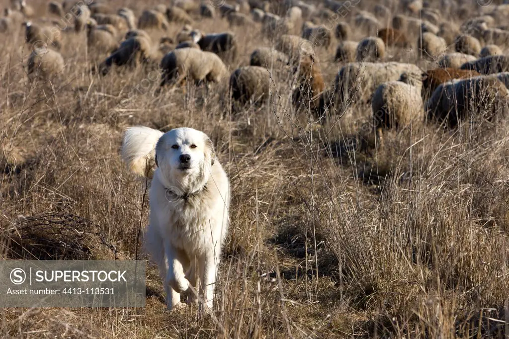Patou sheepdog keeping a flock of Sheep France