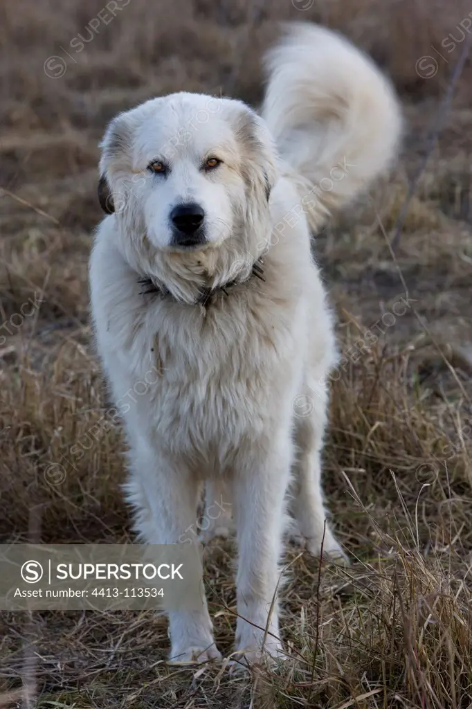 Pyrenean mountain dog in Provence France