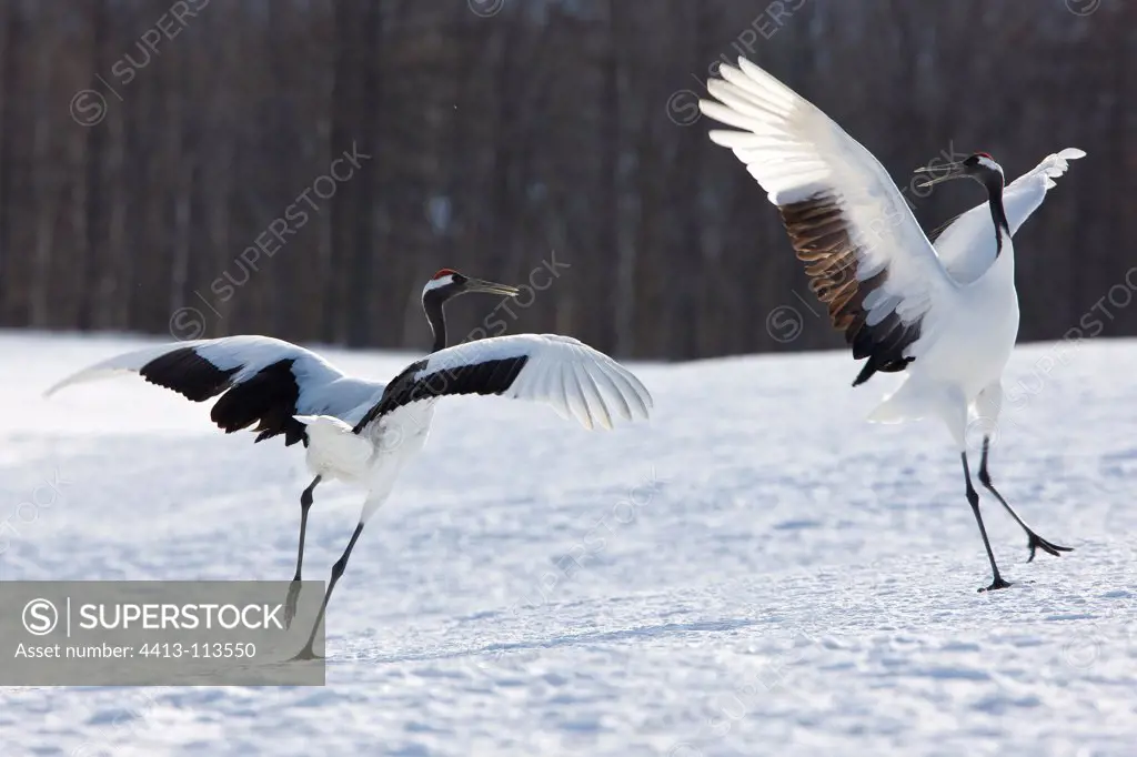 Manchurian cranes courting on the Island of Hokkaido Japan