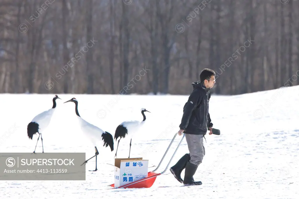 Man feedind the Red-crowned Crane in winter of Japan