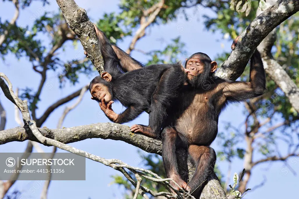 Group of Chimpanzees in a tree Chimfunshi Zambia