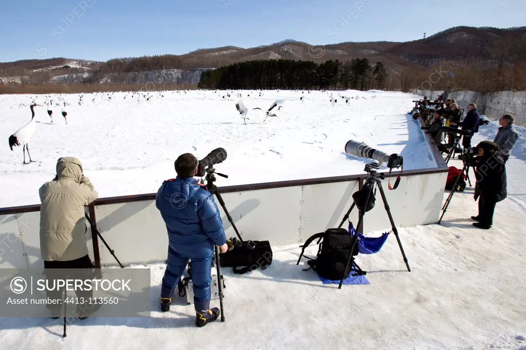 Cranes of Japan in winter photographers Japan