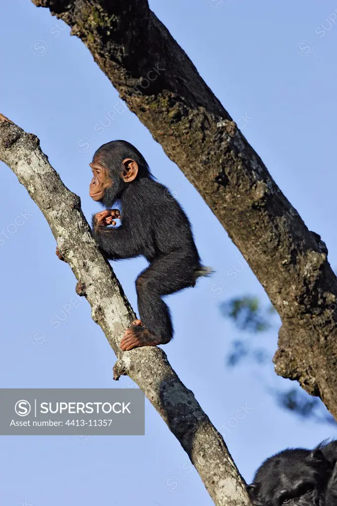 Young Chimpanzee on a branch Chimfunshi Zambia