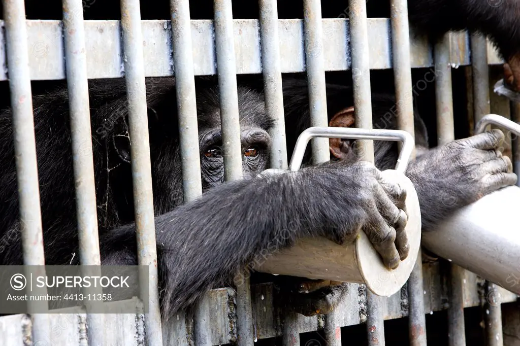 Chimpanzees in a cage Chimfunshi Zambia