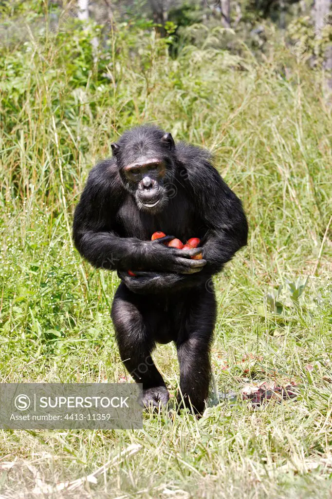 Old Chimpanzee carrying fruits Chimfunshi Zambia