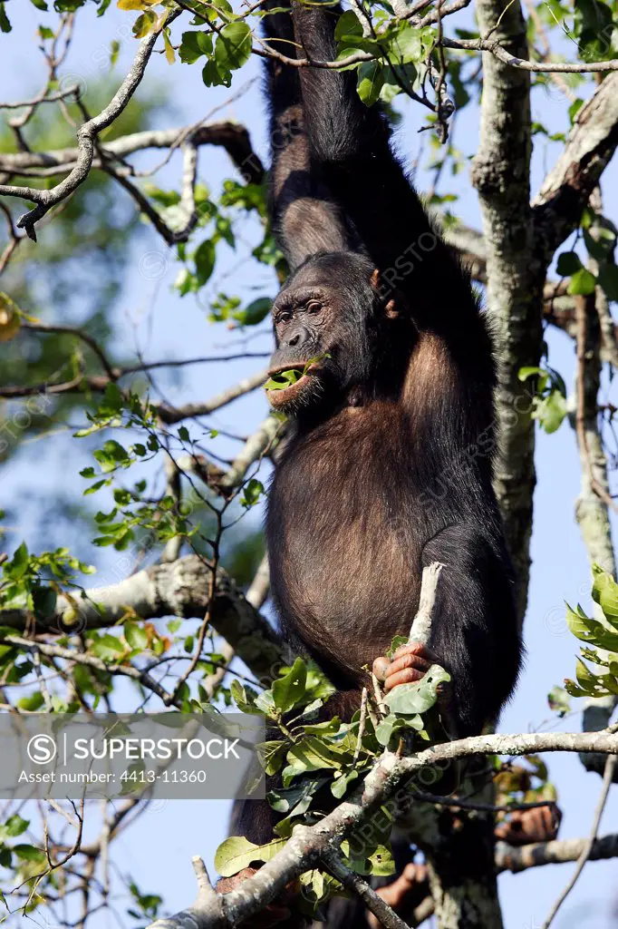 Chimpanzee eating leafs in a tree Zambia