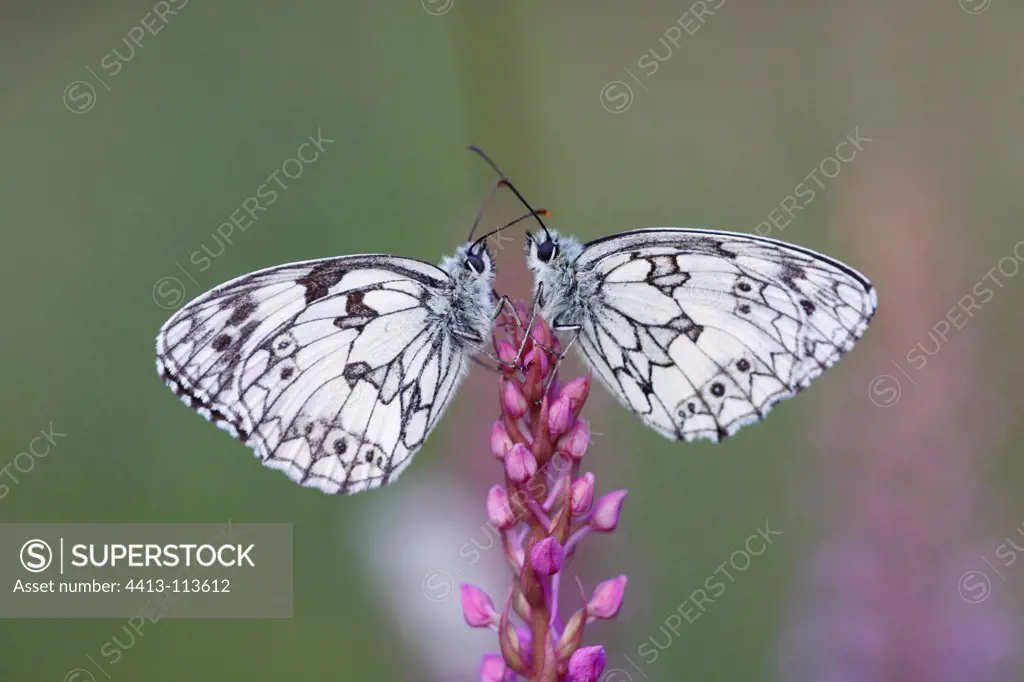Marbled whites on a flower Alsace France