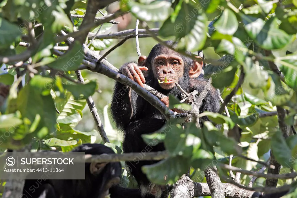Young Chimpanzees eating tree leafs Zambia