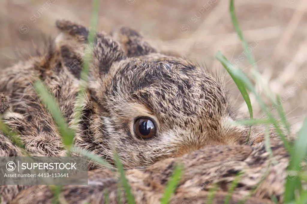 Young European hare France