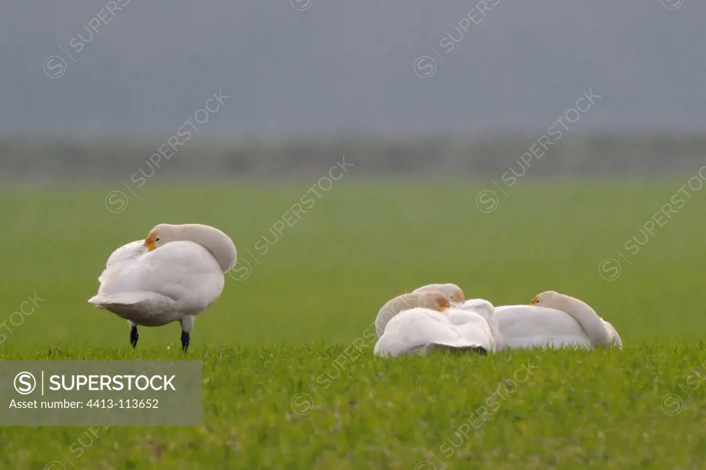 Whooper swans in a field of grain Champagne France