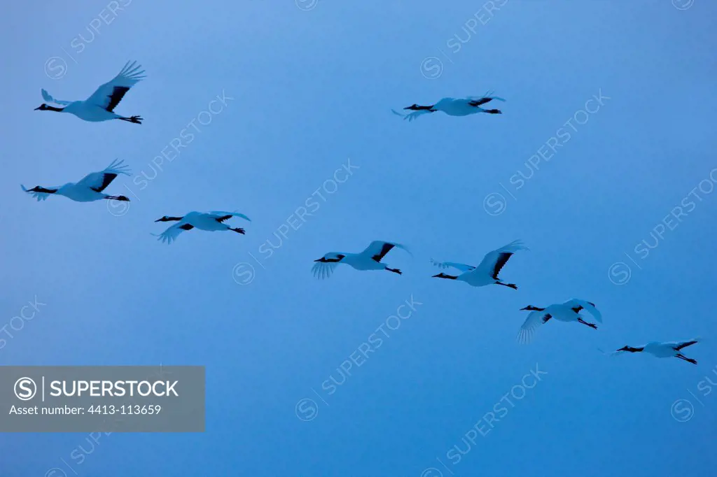 Red-crowned Cranes flying Island of Hokkaido Japan