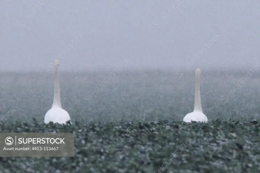 Whooper swans in a field of rapeseed Champagne France