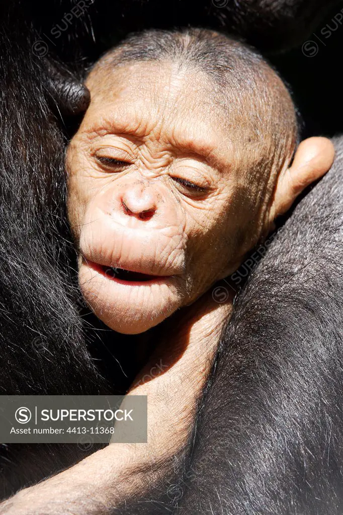Baby Chimpanzee 4 weeks old Zambia