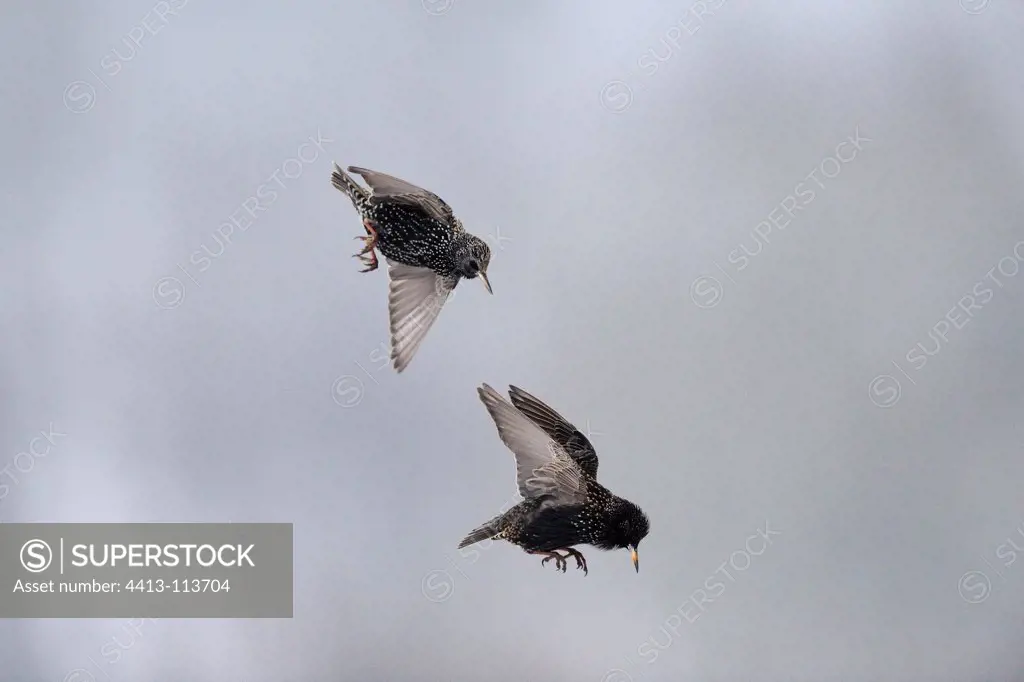 Common Starlings landing France