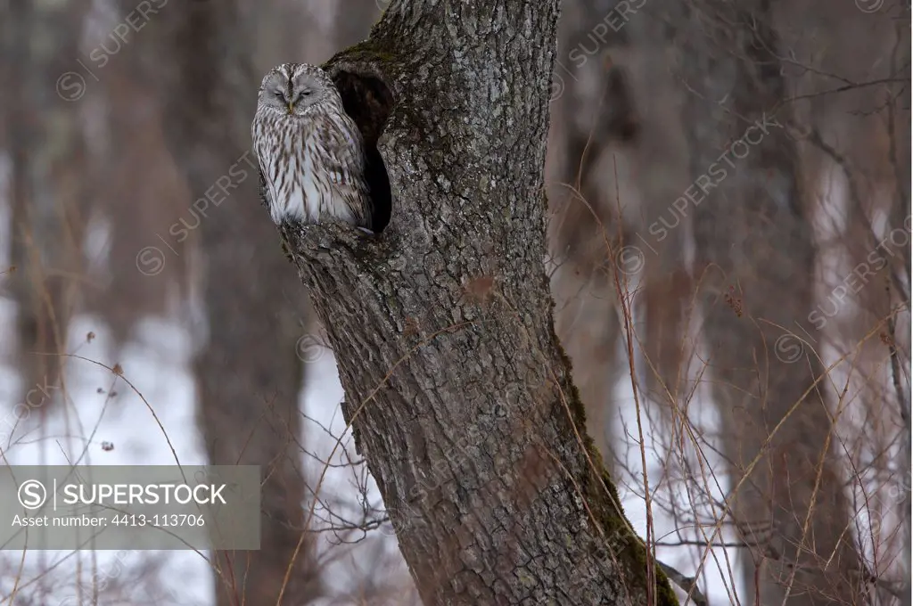 Ural Owl in winter in the Kushiro-Shitsugen NP Japan