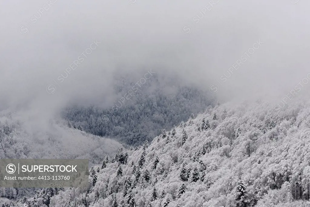 First snow in the Vosges forest massif Hohneck France