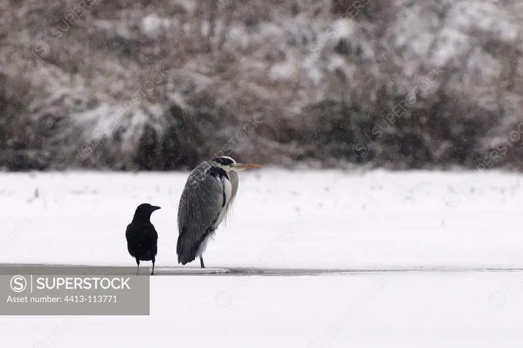 Grey Heron and Crow on a frozen pond Vosges France