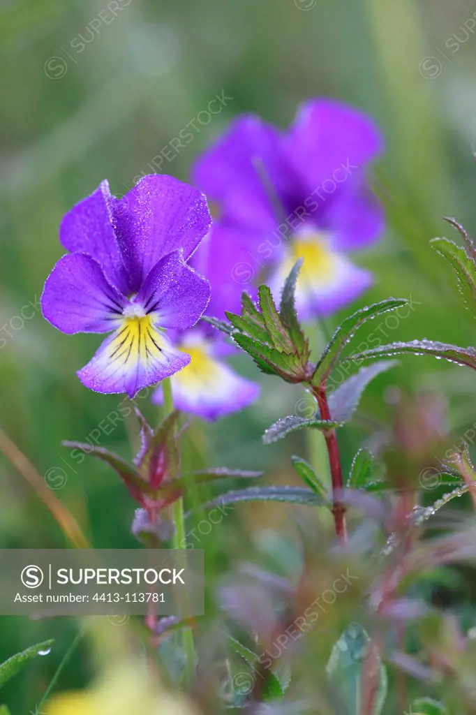 Flowers of Mountain pansy France