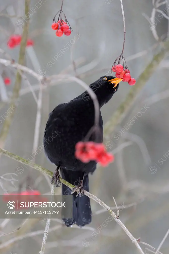 Blackbird eating berries of Viburnum Vosges France