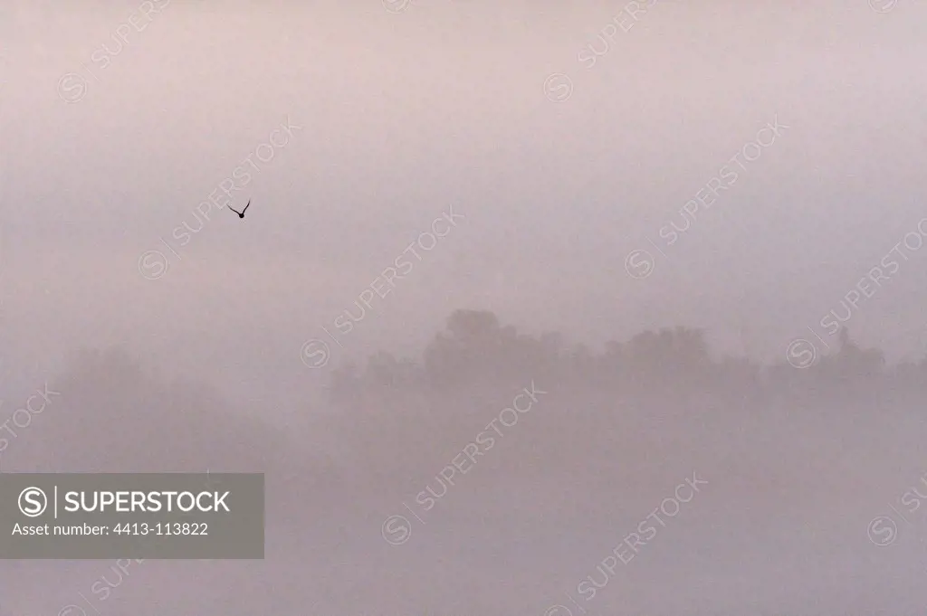 Wood pigeon flying over a forest in autumn France
