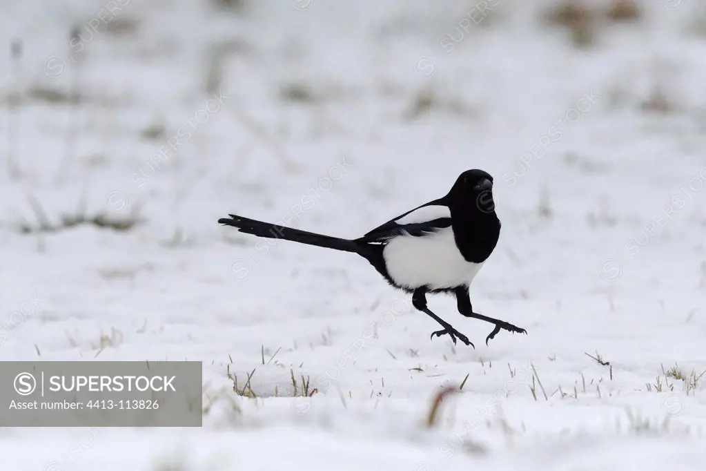 Magpie in the snow Vosges France