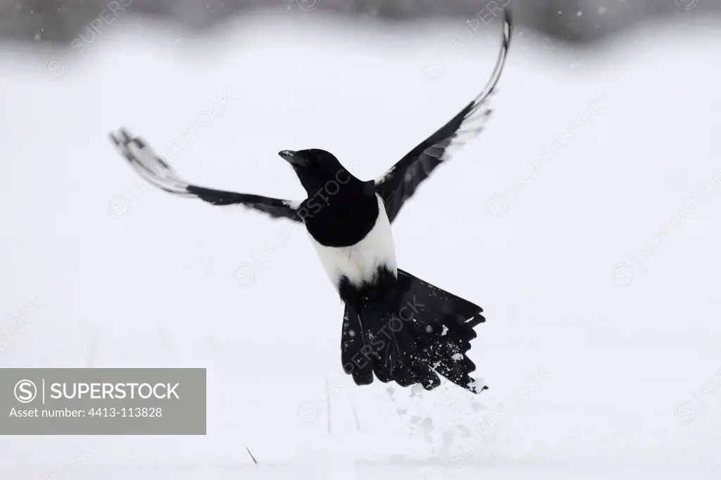 Magpie flying away in the snow Vosges France