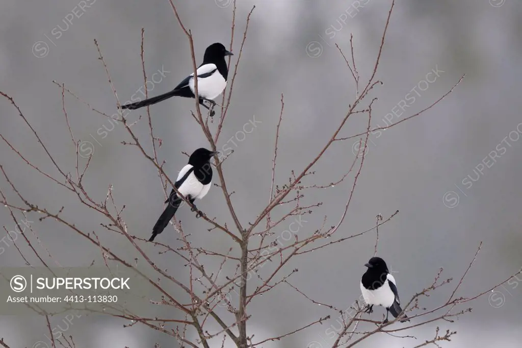 Magpies on a tree Vosges France