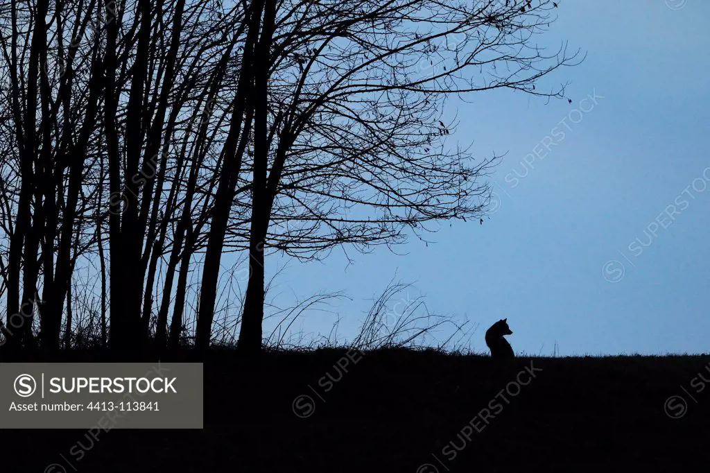 Silhouette of Red Fox at sunrise Vosges France