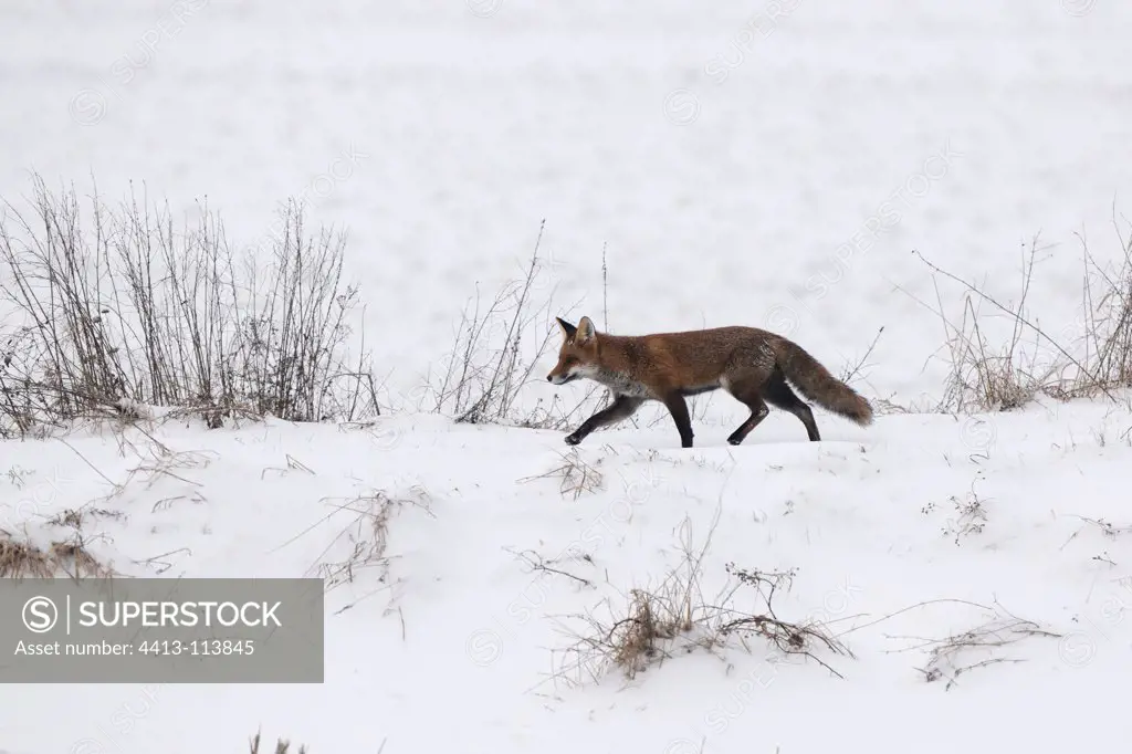 Red fox hunting in the snow Vosges France