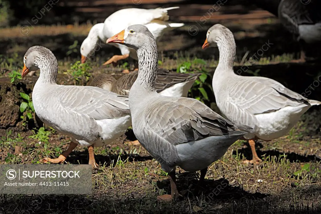 Group of domestic Gooses Chimfunshi Zambia