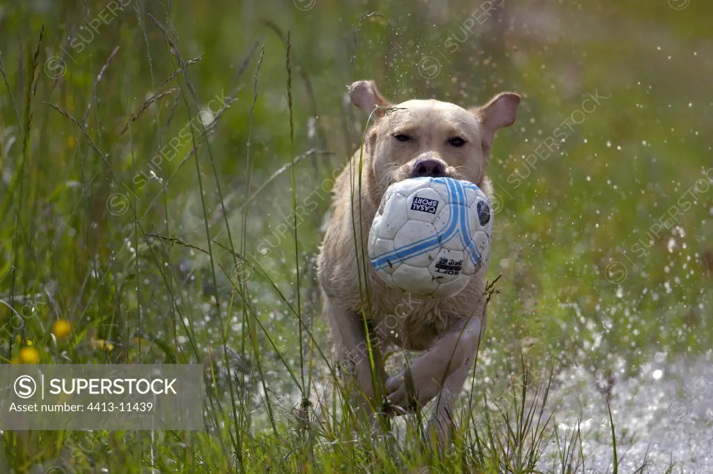 Labrador playing with a ball in the water