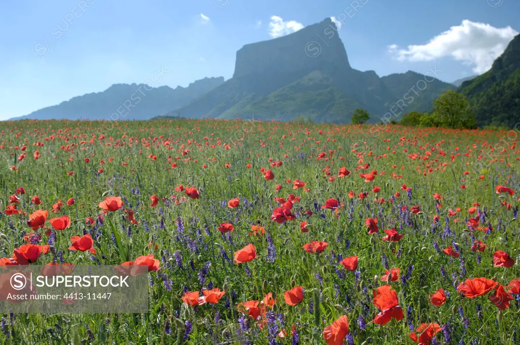 Field of Corn poppies ahead of Mount Aiguille Vercors France
